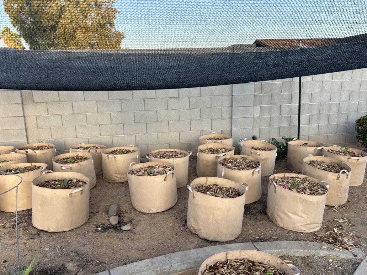 Sun Killed My JPGS, Never Again….