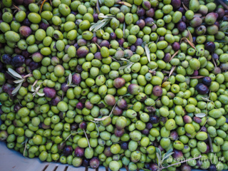 Scoglitti Sicily Wine Olive Oil