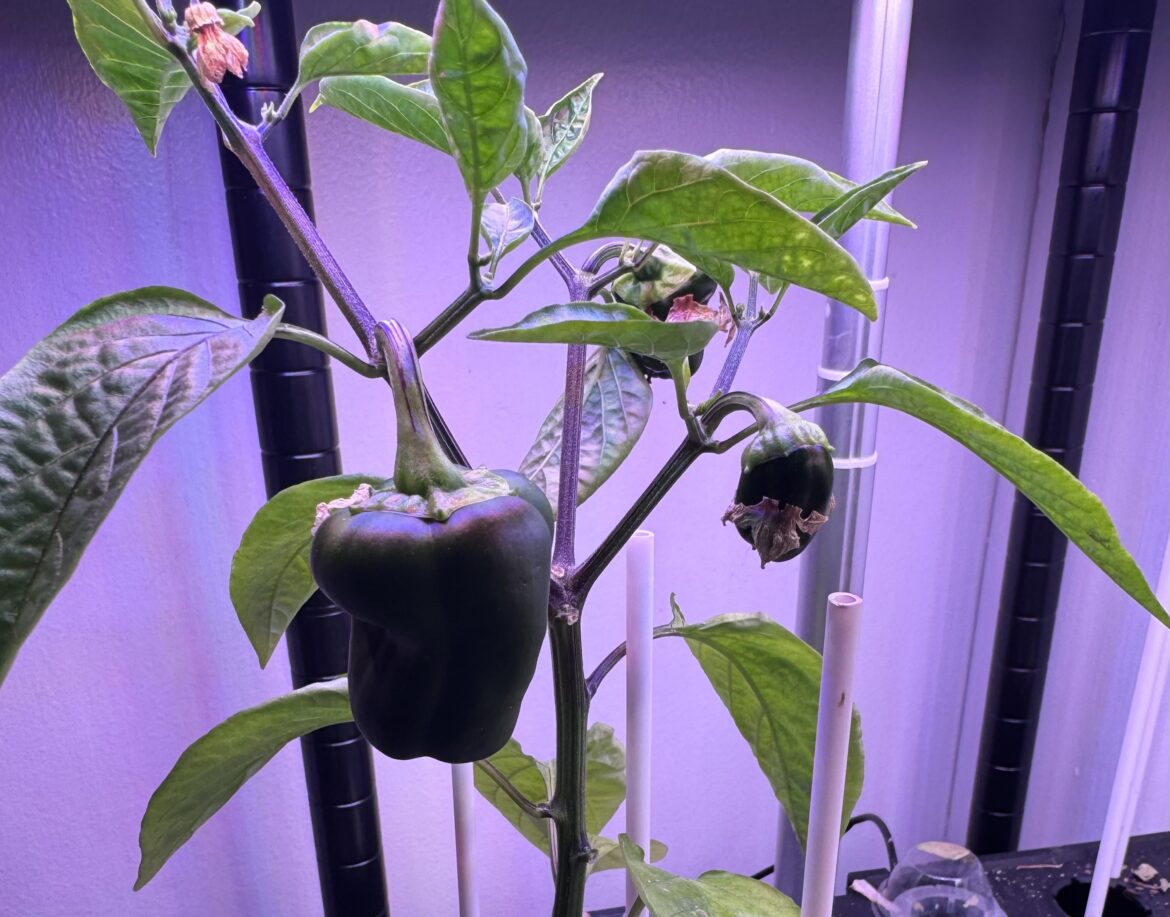 Anyone know what this pepper is?