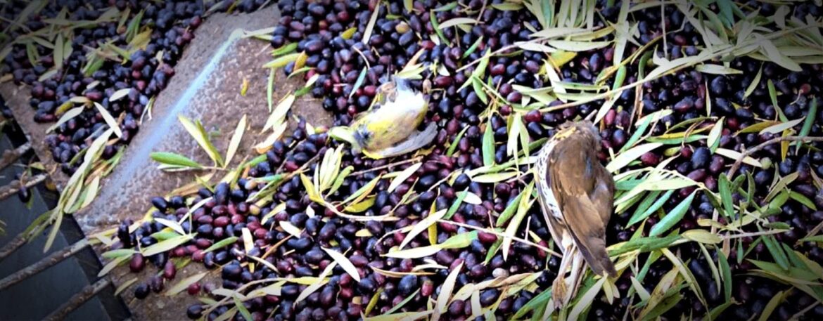 Millions of Birds Killed by Nighttime Harvesting in Mediterranean