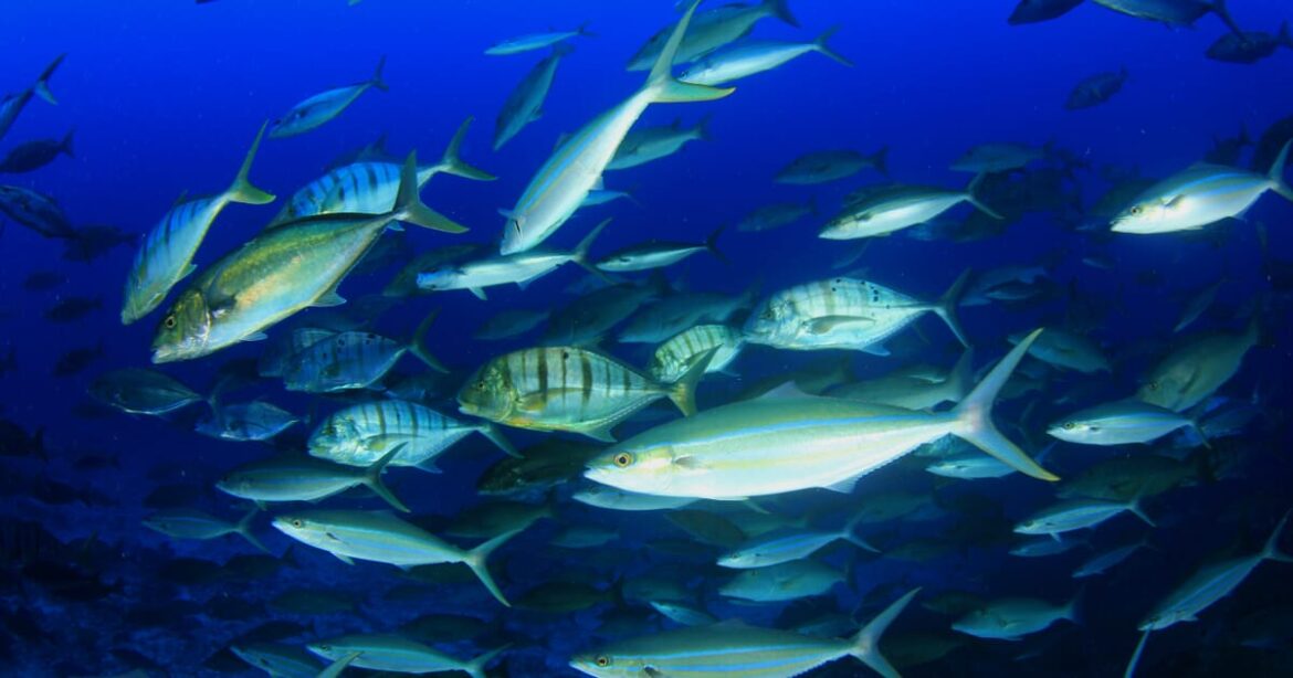 Science, History And Culture Of Sardinian Tuna Fishing