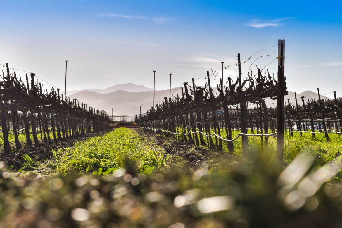 California's Most Underrated But Scenic Wine Region Has Ocean Views And Rolling Hills