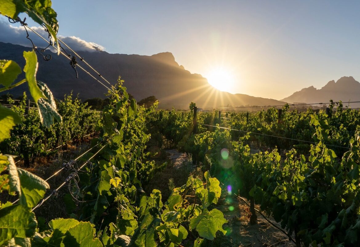 South Africa Wine calls on government to rethink duty proposals