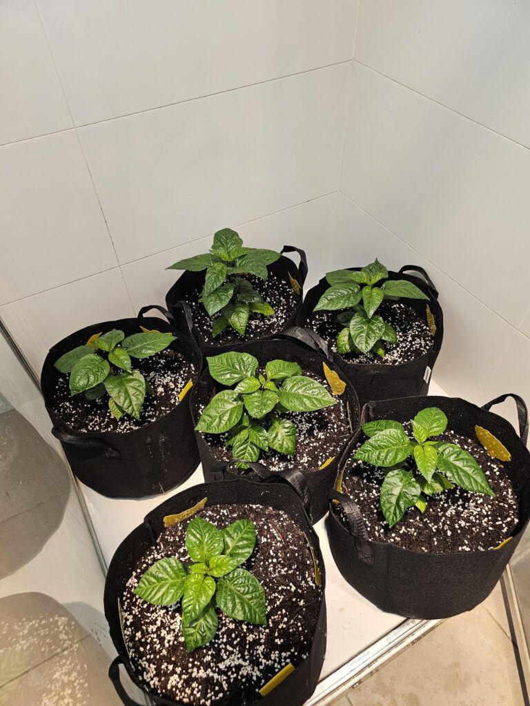 House clean for my reapers. 🌱 (Self watering base question ⬇️) House clean for my reapers. 🌱 (Self watering base question ⬇️)