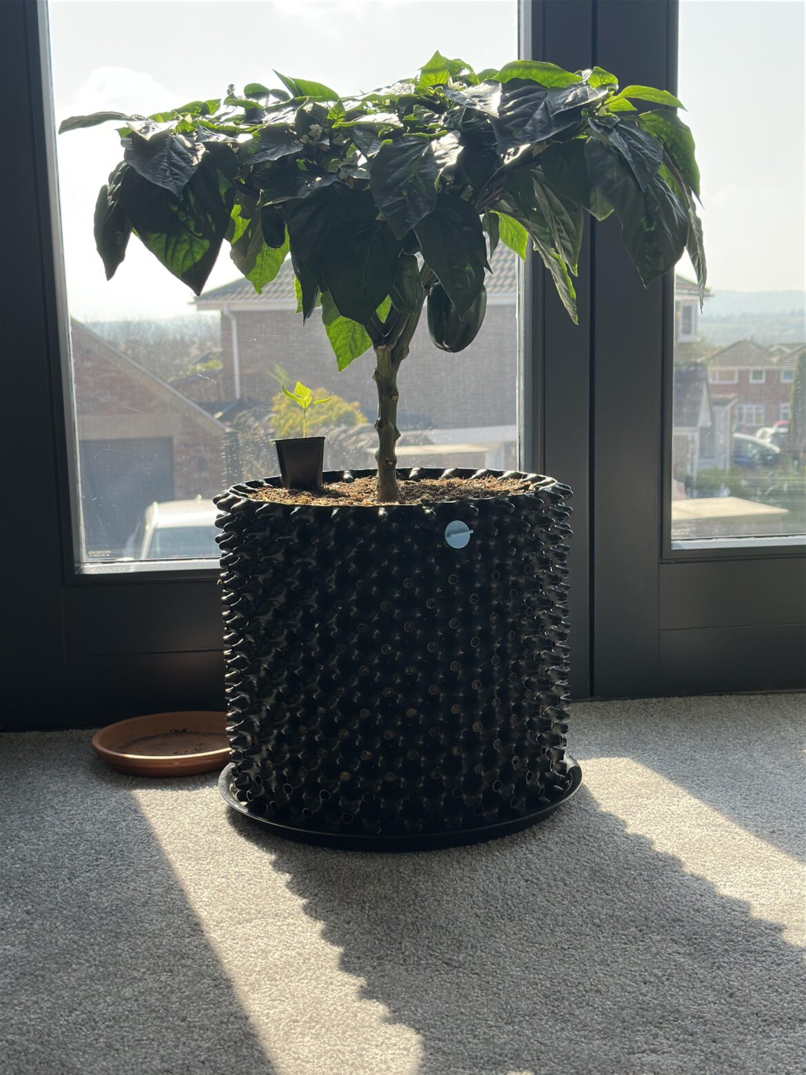 This big boy turns 70 days old today 🎈