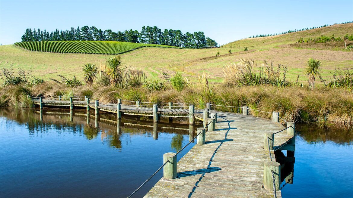 We Just Reviewed 8 Great New Zealand Sauvignon Blancs Priced as Low as $17 We Just Reviewed 8 Great New Zealand Sauvignon Blancs Priced as Low as $17