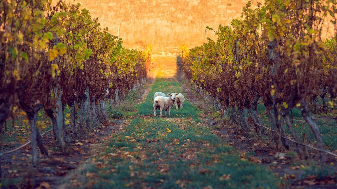 We Just Reviewed 9 Great New Zealand Sauvignon Blanc Wines as Low as $7 We Just Reviewed 9 Great New Zealand Sauvignon Blanc Wines as Low as $7