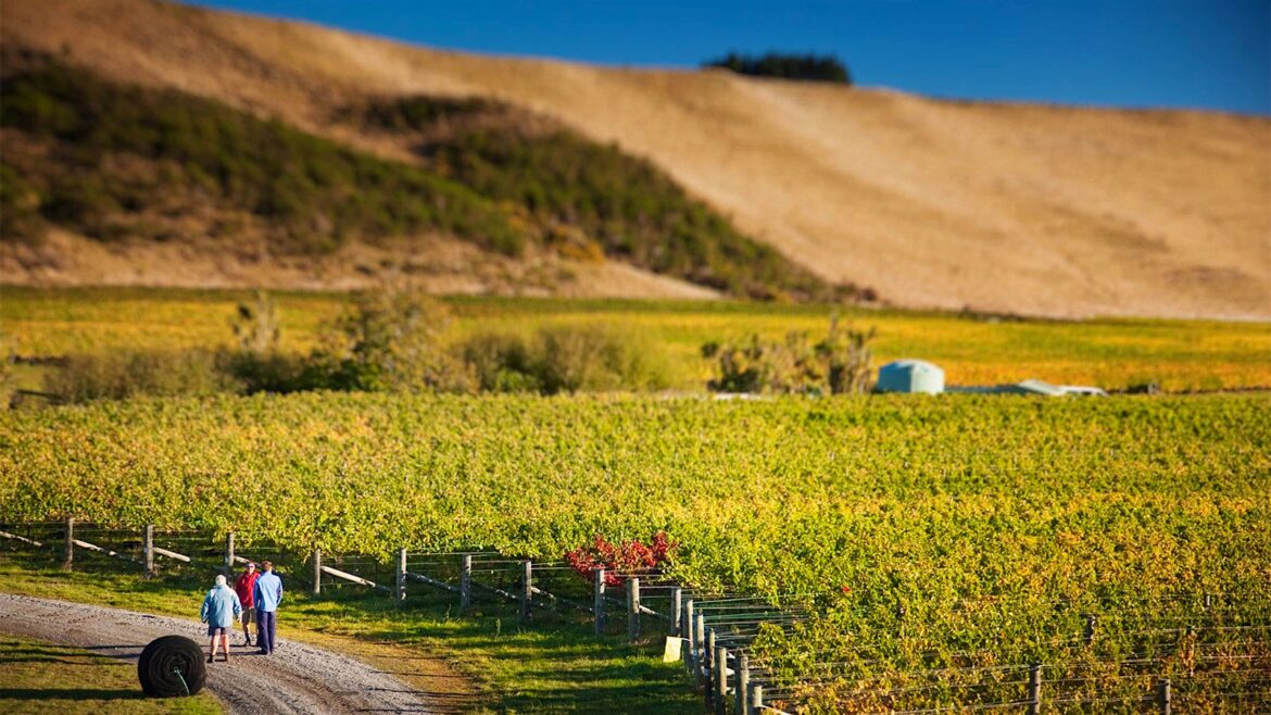 We Just Reviewed 7 Amazing New Zealand Pinot Noirs Priced as Low as $18 We Just Reviewed 7 Amazing New Zealand Pinot Noirs Priced as Low as $18