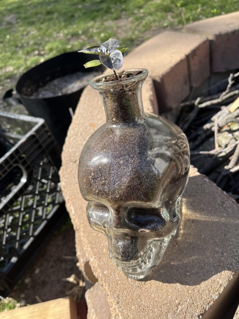 Chili Idol is still goin strong!