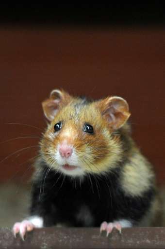 The usually cute-and-cuddly hamsters ran in circles, "climbing and pounding their feeders," when scientists entered th
