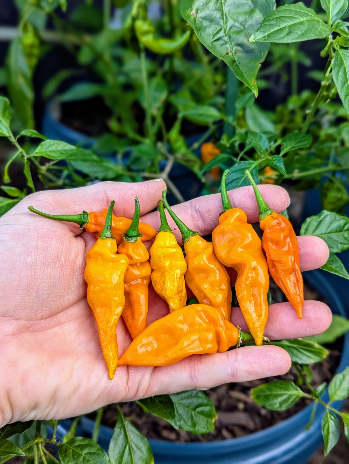 Aji Tangerine harvest
