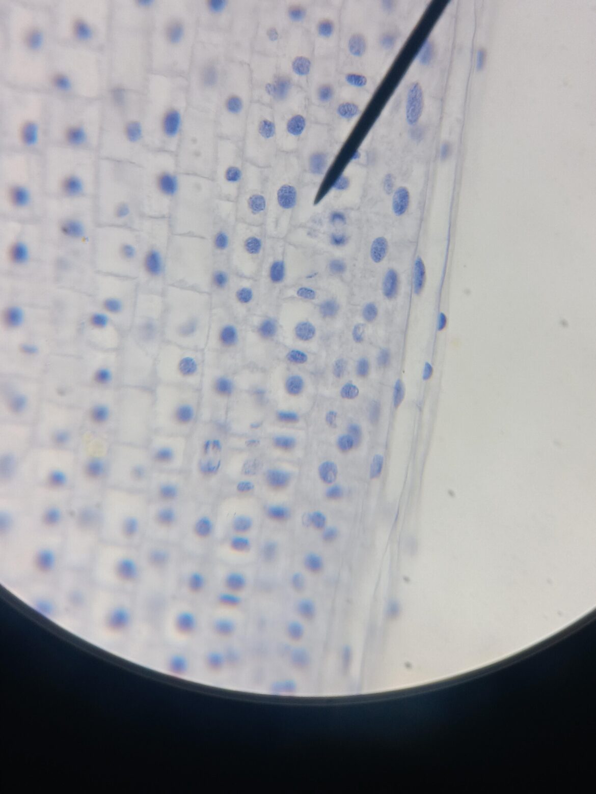 An onion root magnified by 40X on a microscope, you can see the individual cells.