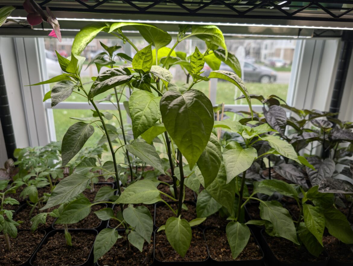 My jalapeños are reaching the top of their shelf. I planted them 2 weeks after my hotter peppers to the right