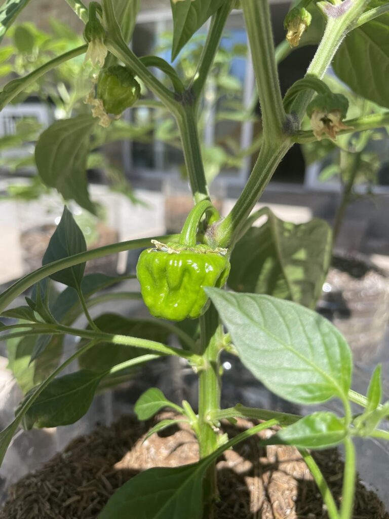 What pepper it is?