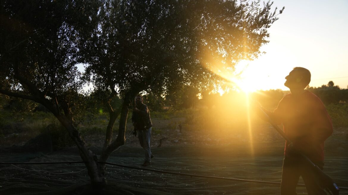 As price of olive oil soars, chainsaw-wielding thieves target Mediterranean's century-old trees