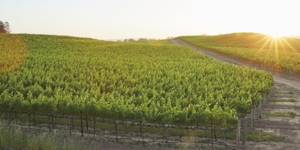 Explore Sonoma’s French-Style Wineries and Eats