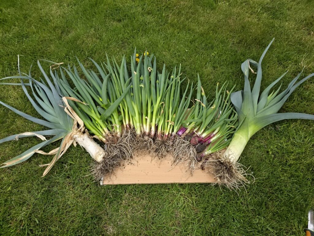 Yesterday I went to collect random scallions growing in my garden