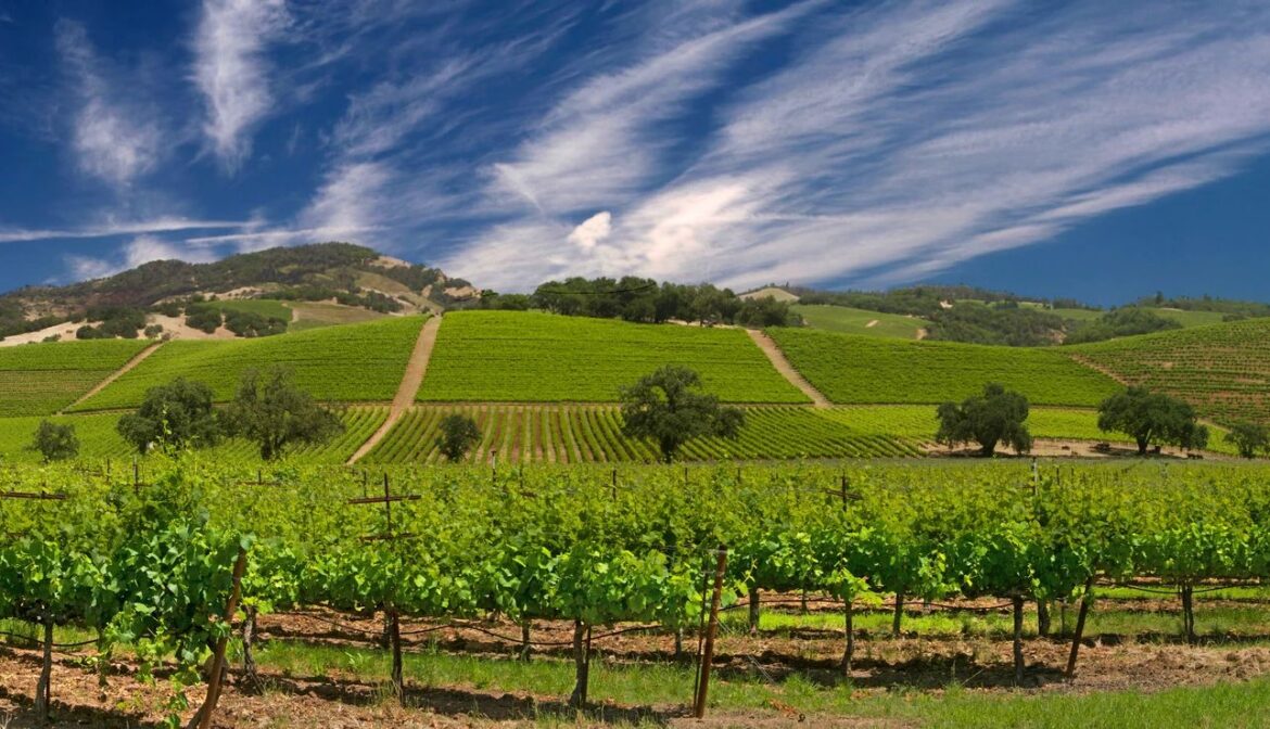 A Local’s Guide to California Wine Country