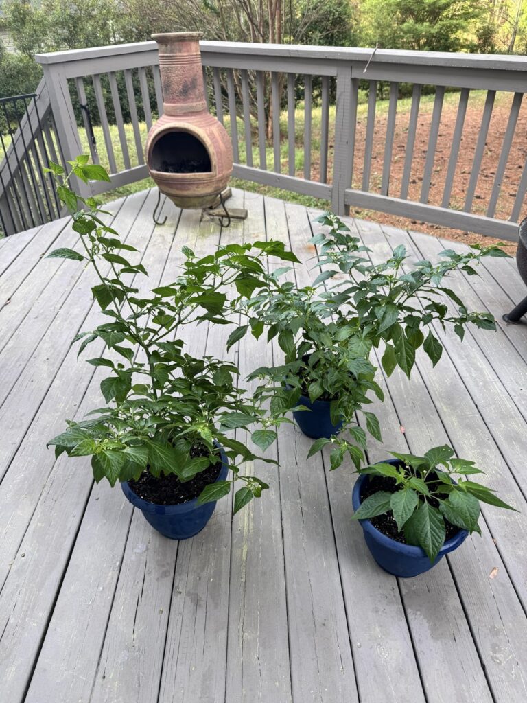 Question about pruning