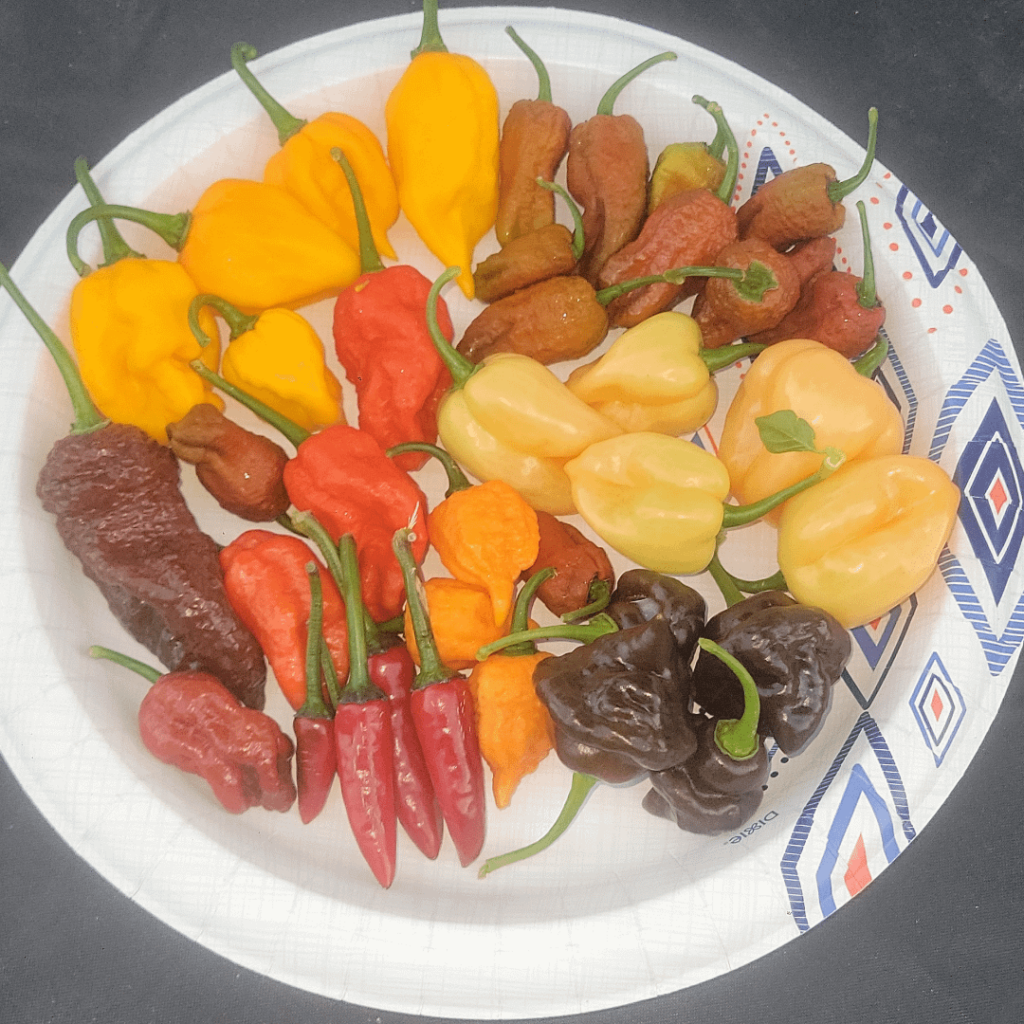 Today's sad little harvest