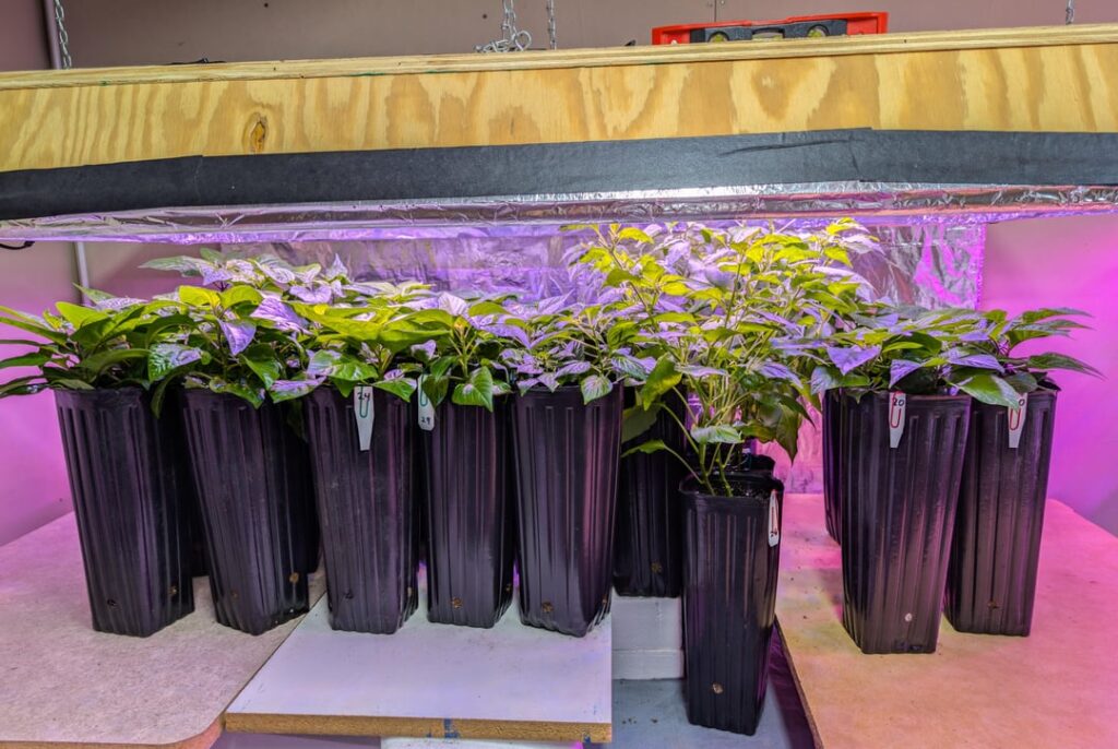 One week to go and hardening off stress One week to go and hardening off stress