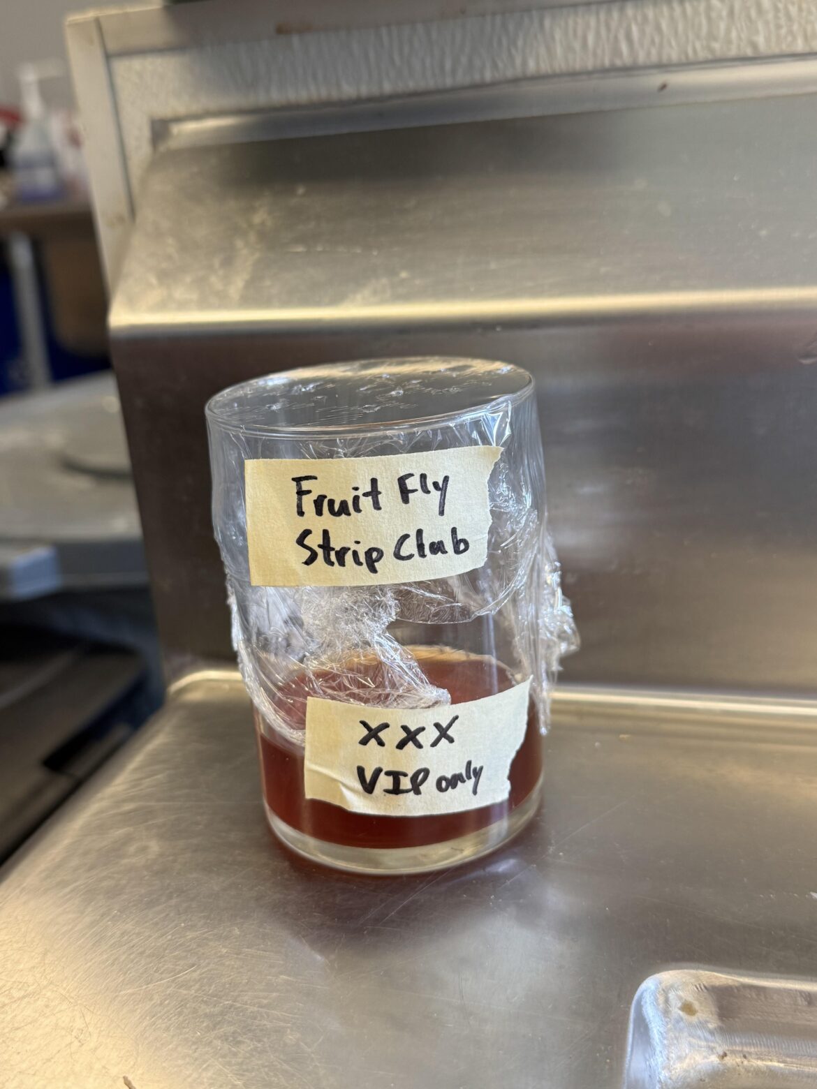 Fruit fly trap