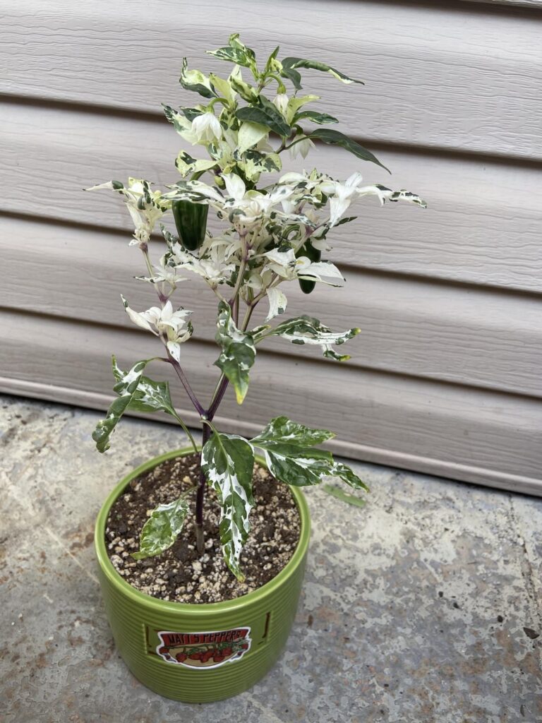 Mattapeño moving outside now. such a beauty.