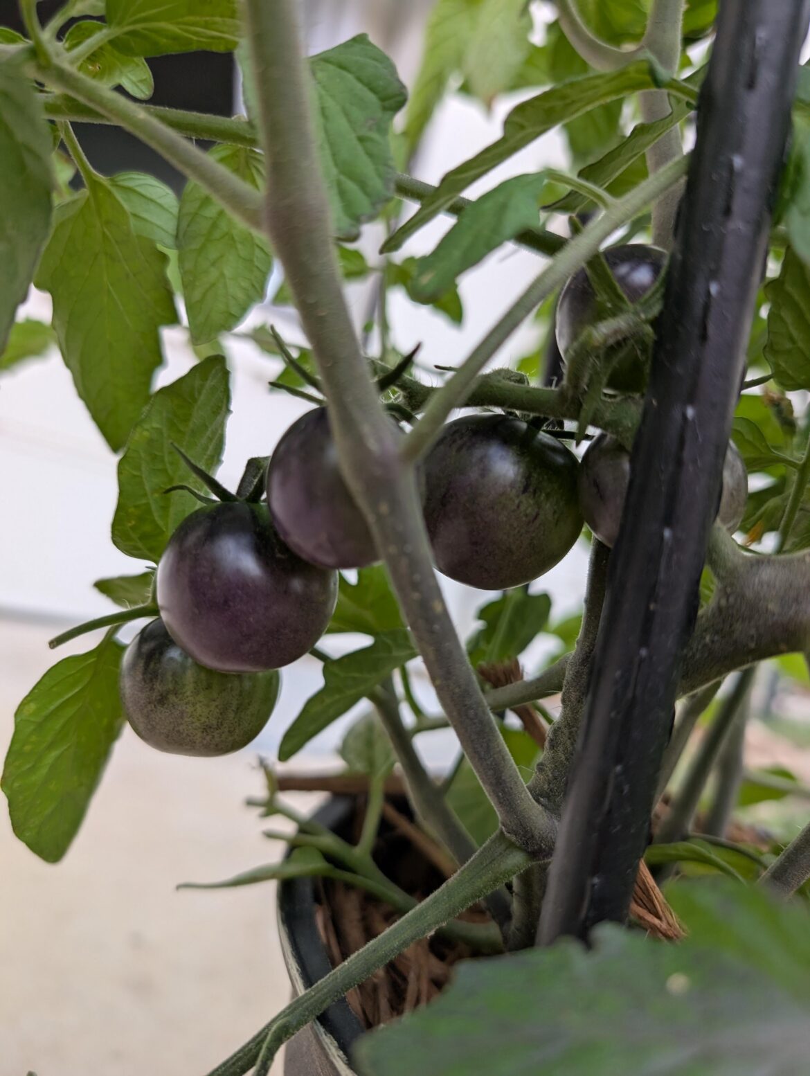 New to Growing Tomatoes