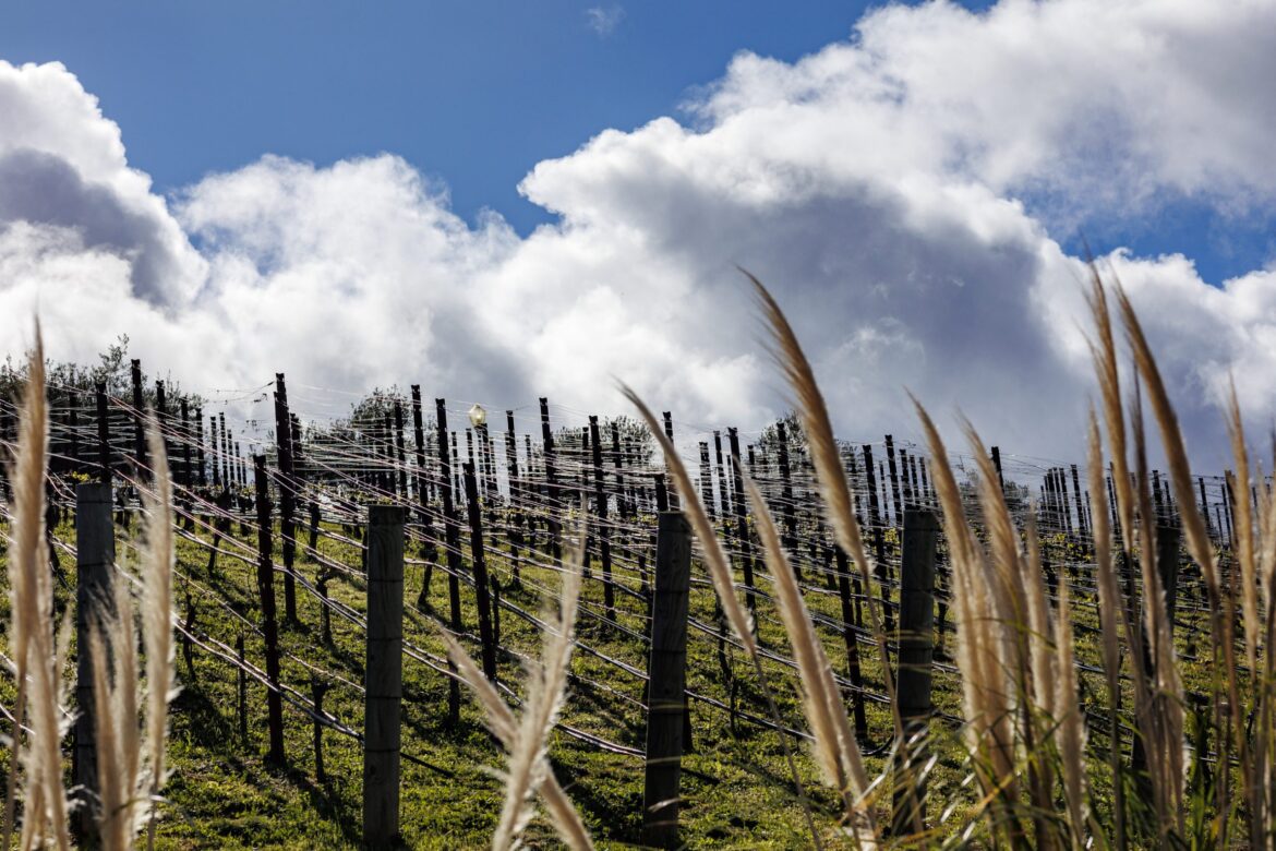 Laurie Love on Wine: A deep (and not as sweet as you might think) dive into German wines