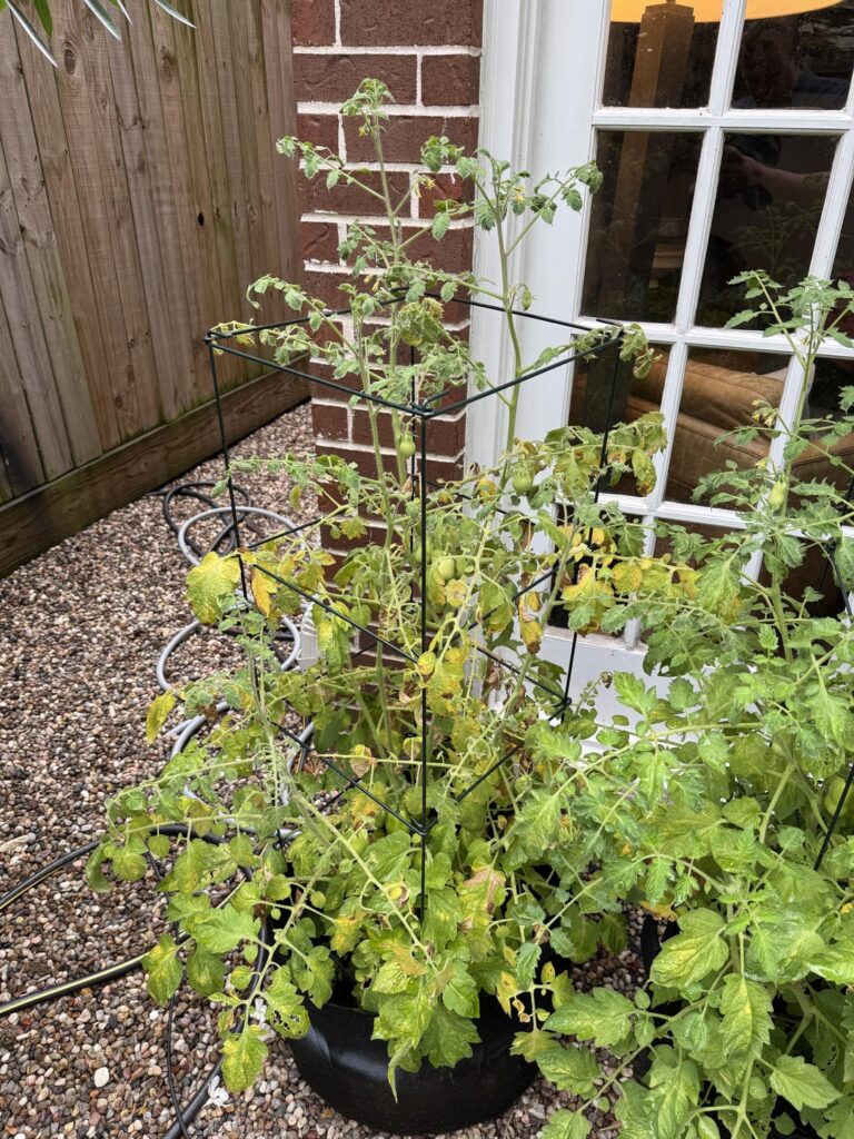 First time with tomatoes. What’s happening?