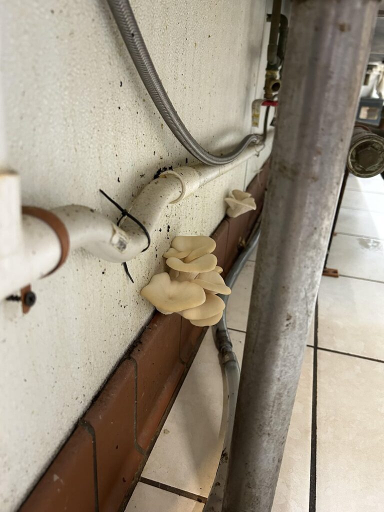 $5/Lb for these beauties!