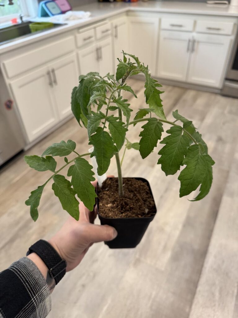 Help with my Amish Paste Help with my Amish Paste