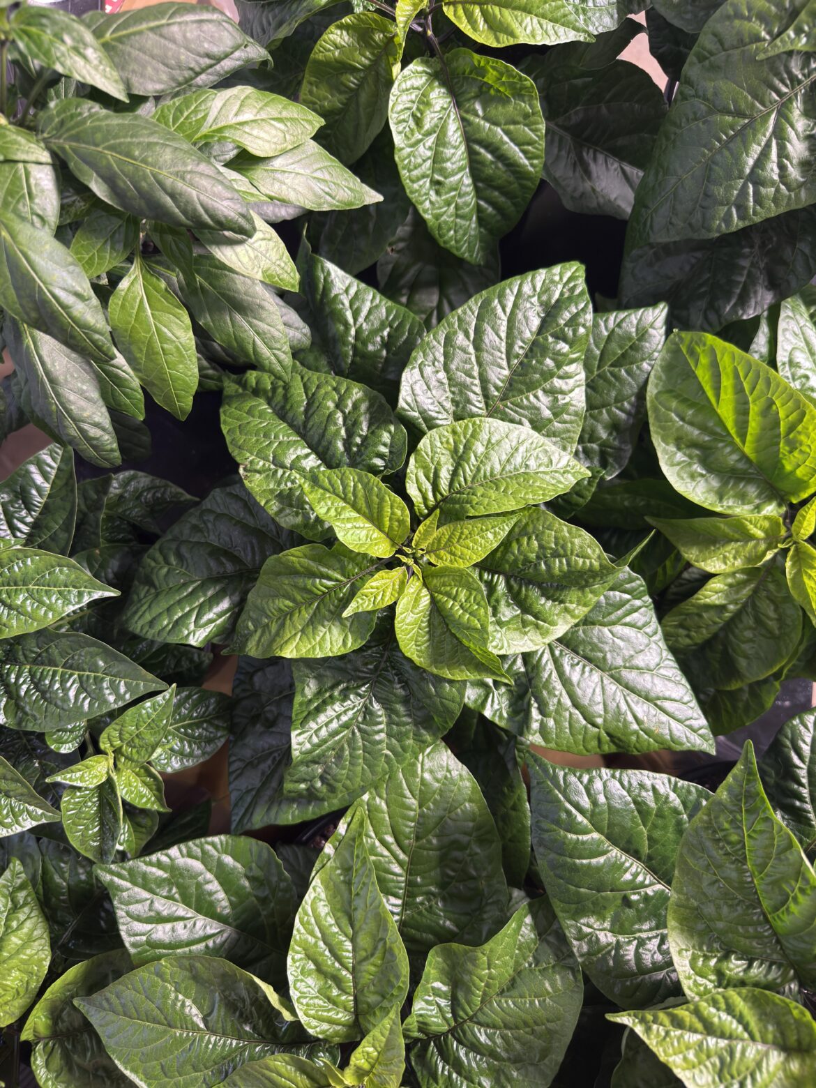 Can’t wait to finally get these outside in a couple weeks