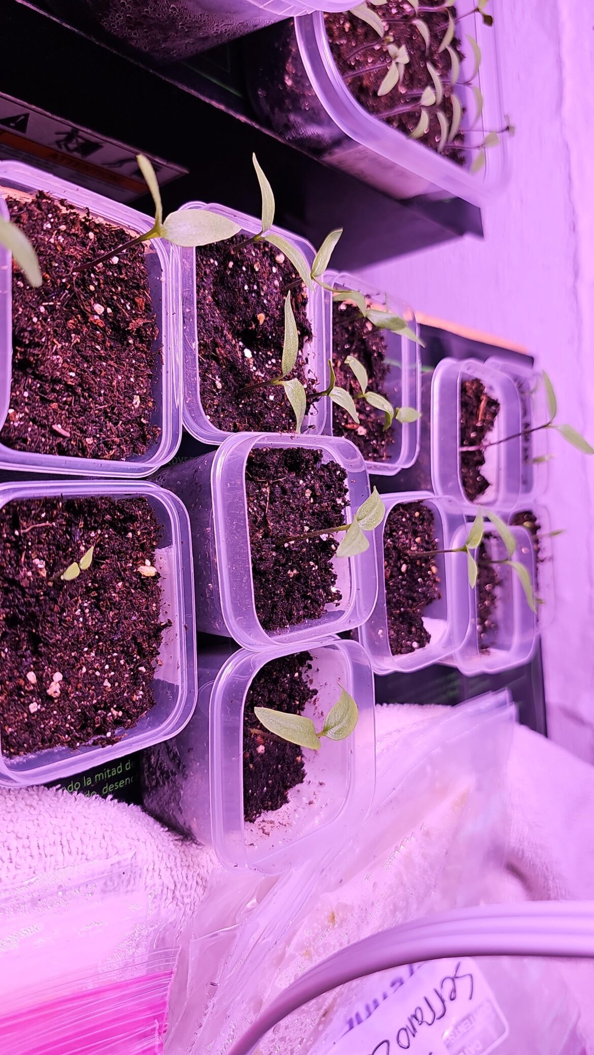 Why are my habaneros so much smaller then other peppers?