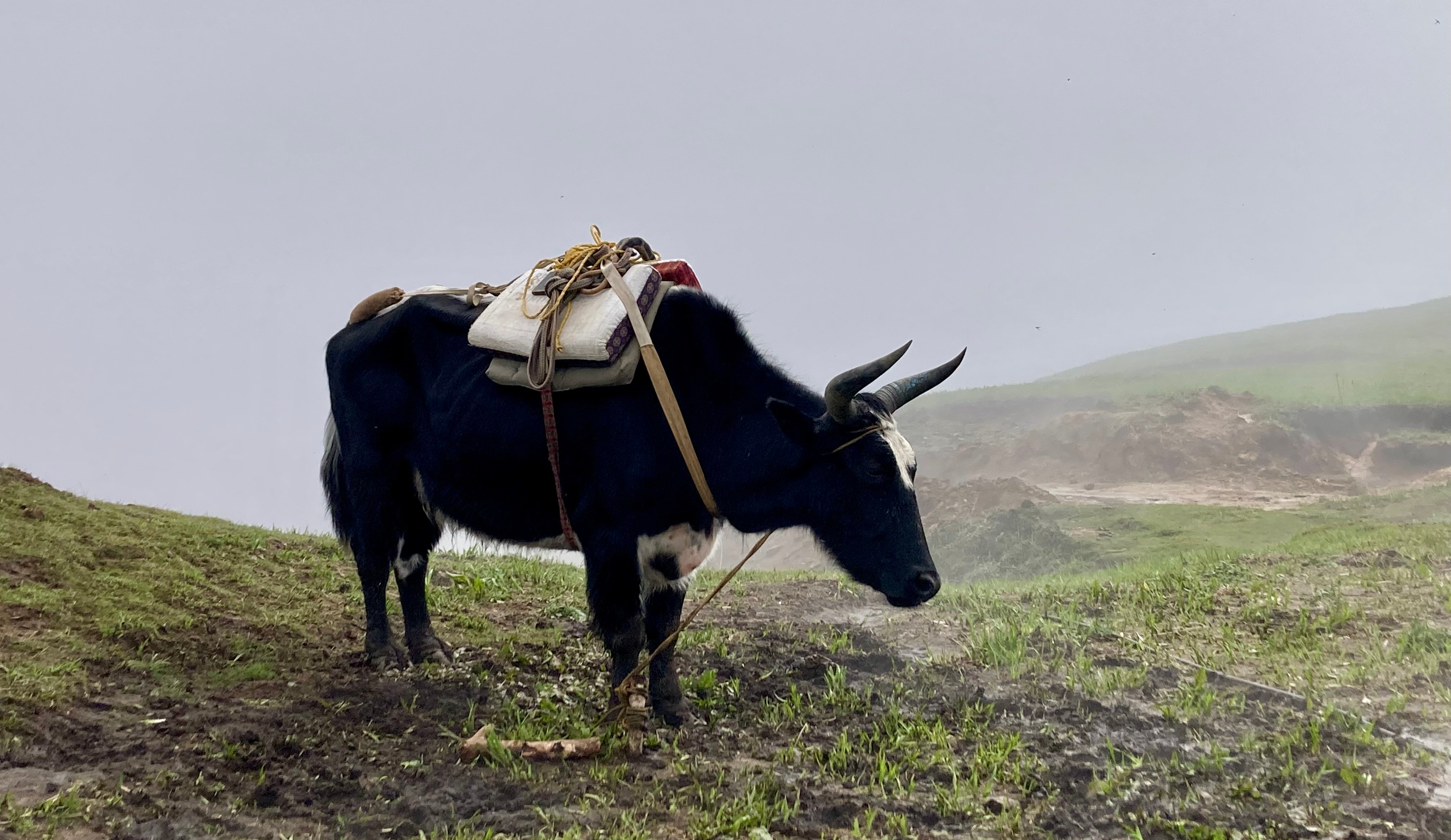 A yak carrying a load in a grassy field.