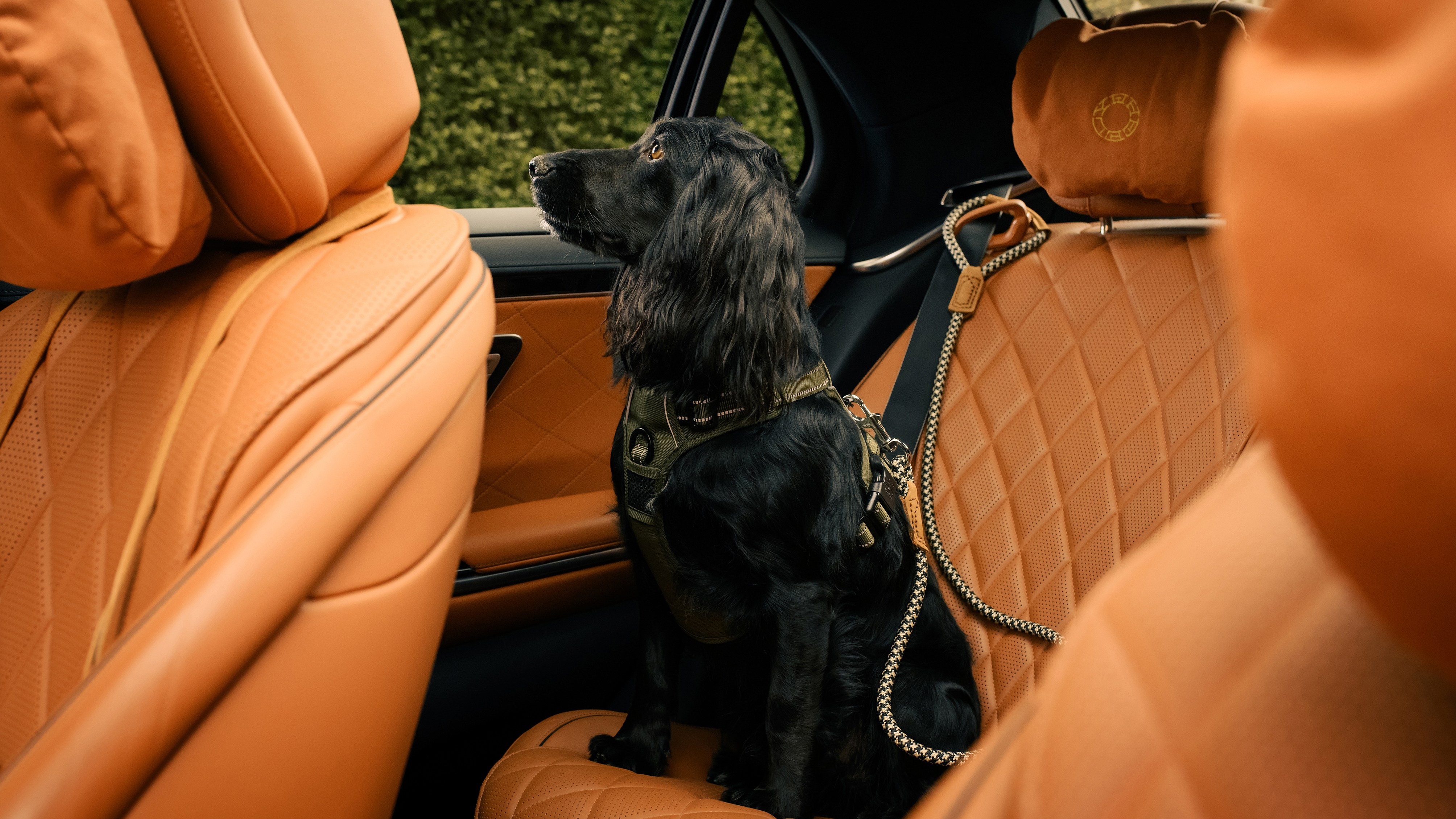 Would you order a £1,080 luxury chauffeur for your dog?