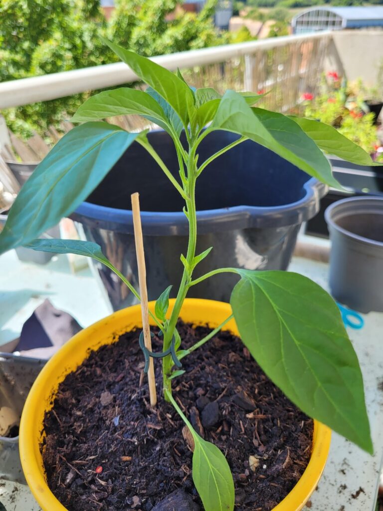 Should I trim those freshly transplanted pepers?