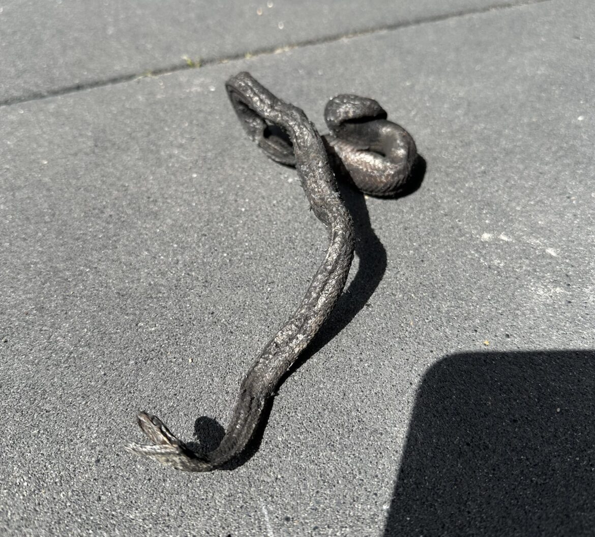 Interesting surprise in my bag of Marabu charcoal.