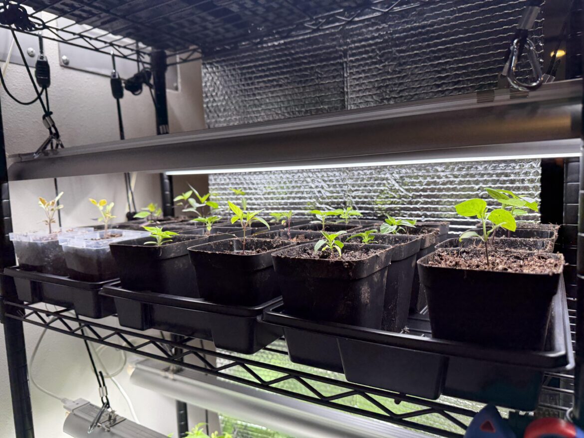 Shoulda labeled my peppers!