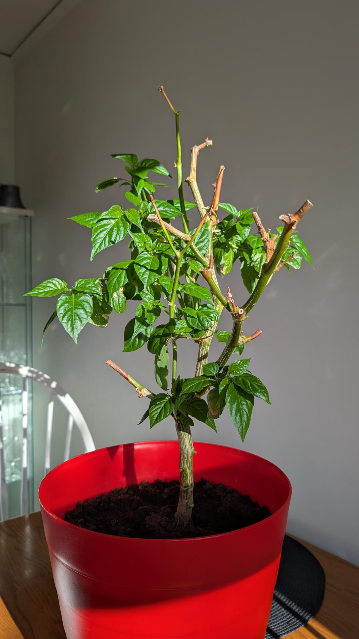 Overwintered pepper finally coming to life (Sweden)
