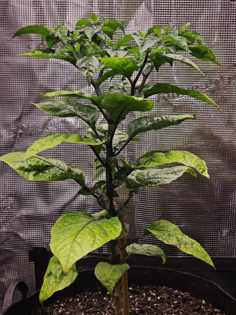 New growth looking healthy! 🌱