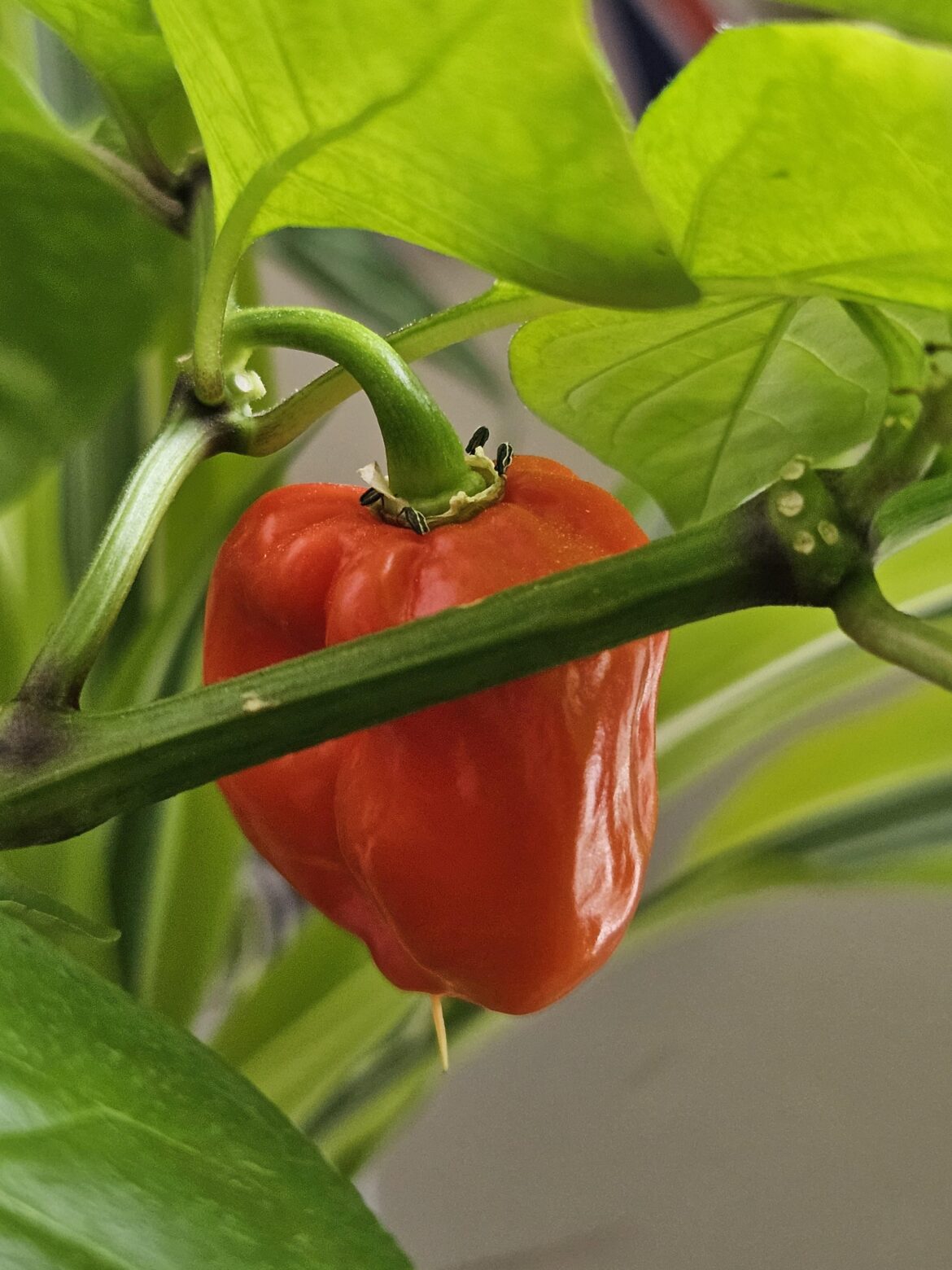 These don’t look like reapers to me These don't look like reapers to me