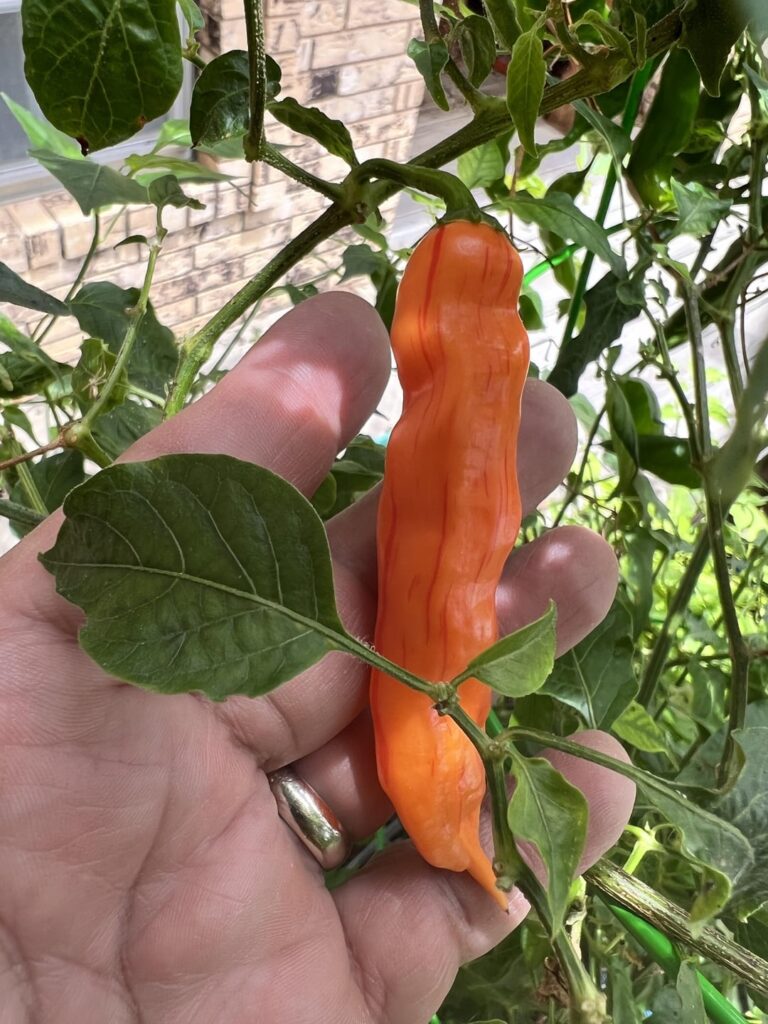 Aji Guyana Striped, mother plant overwintered and producing.