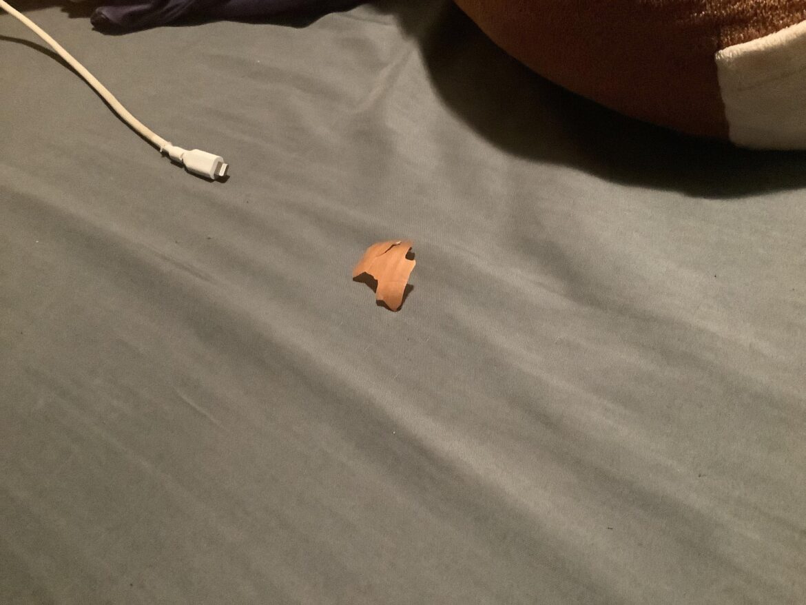 I love Onions! I somehow onion skin in my bed without even eating a raw onion in my bed. (Yes I eat raw onions)