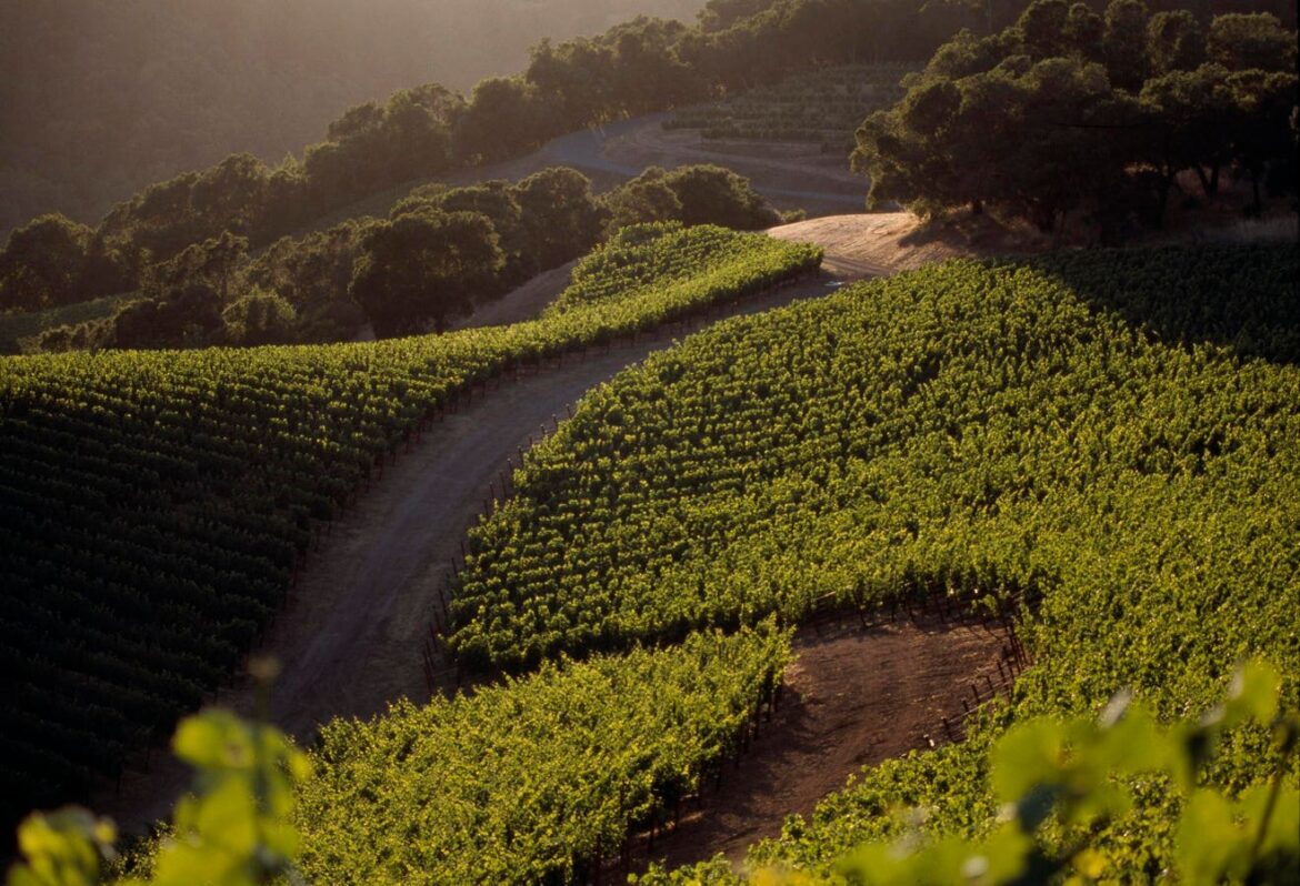 Four Decades Of An American Wine Icon