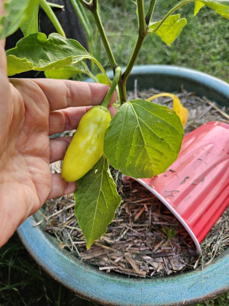 I planted bell peppers... These are not bell peppers...what are they?