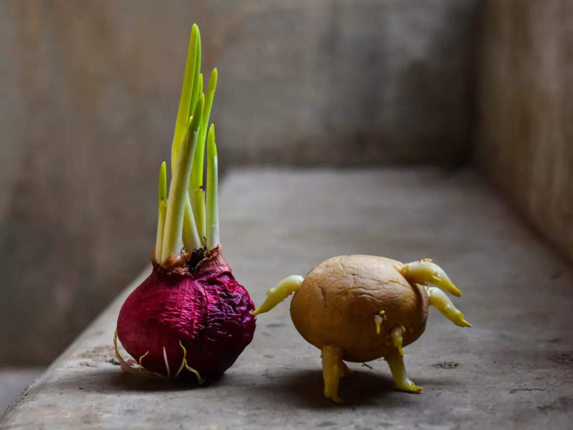 Expert-approved 3 sprouted vegetables that are dangerous for the body Expert-approved 3 sprouted vegetables that are dangerous for the body