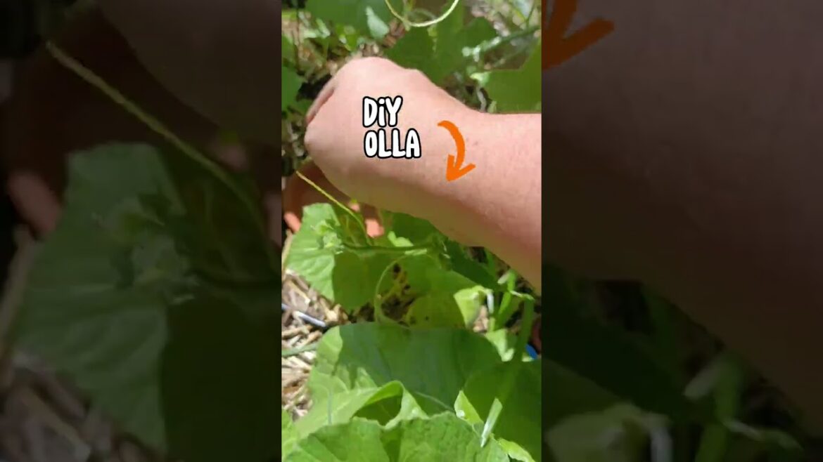 3 tips for growing a garden in TEXAS HEAT! (Or anywhere in the south really) #texasgardening #garden 3 tips for growing a garden in TEXAS HEAT! (Or anywhere in the south really) #texasgardening #garden