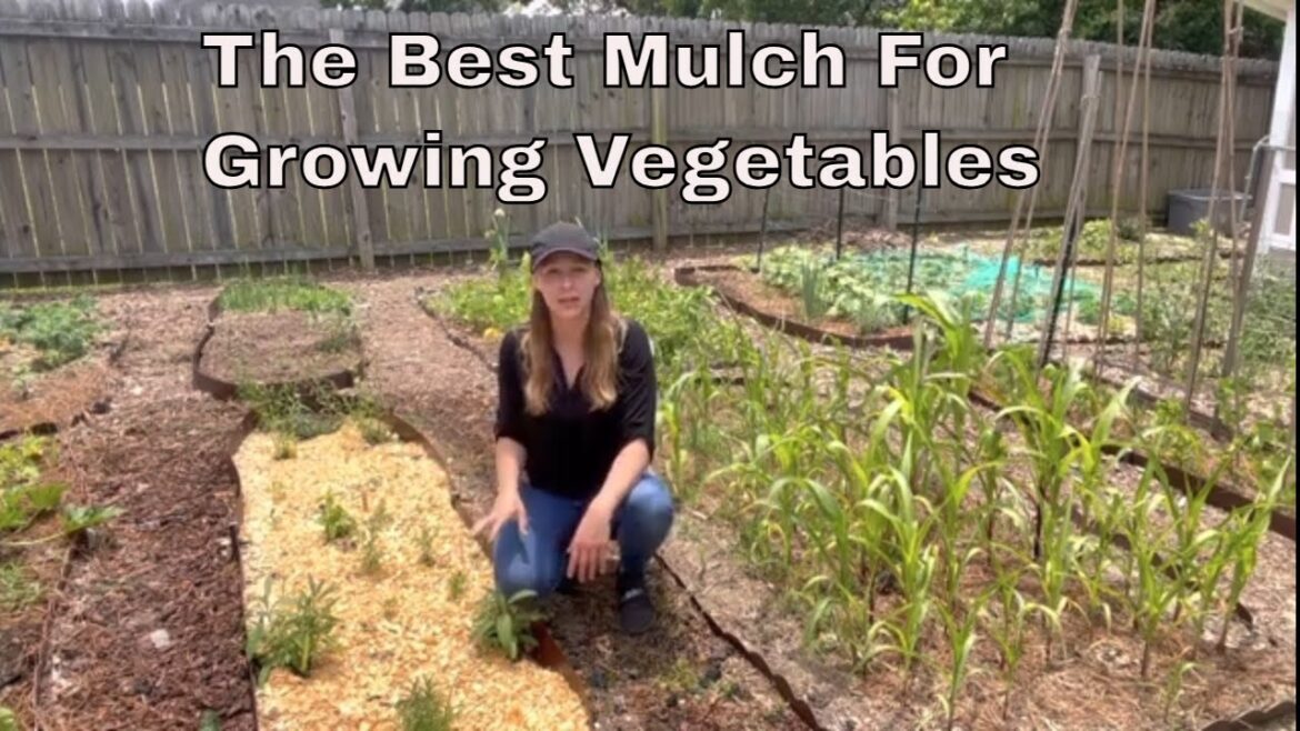 Easy And Affordable: The Best Mulch For Your Vegetable Garden. Easy And Affordable: The Best Mulch For Your Vegetable Garden.