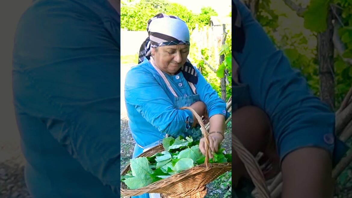 Grandma Harvests Grape Leaves for Traditional Dolma #dolma #grape #cooking #rural #azerbaijan Grandma Harvests Grape Leaves for Traditional Dolma #dolma #grape #cooking #rural #azerbaijan